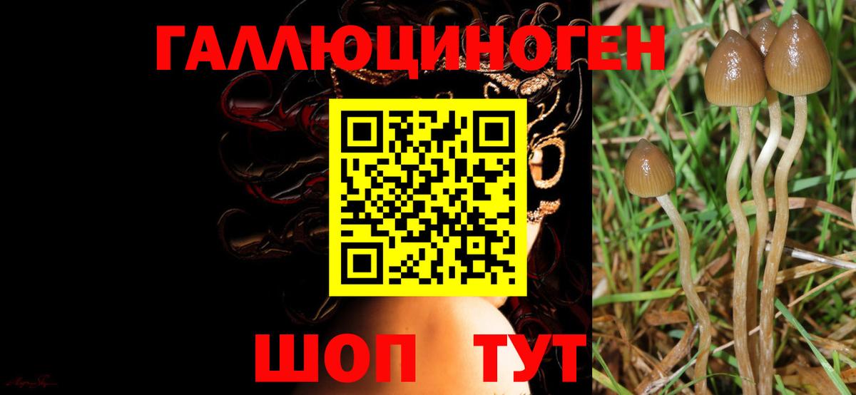 Псилоцибиновые грибы MAGIC MUSHROOMS  цена   Псков  Вход с VPN 